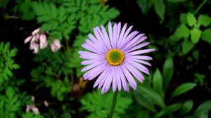 Preview wallpaper flower, lavender, grass, plant