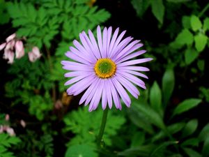 Preview wallpaper flower, lavender, grass, plant