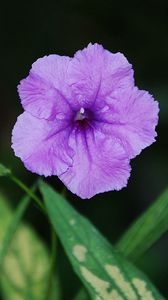 Preview wallpaper flower, leaf, night, close-up