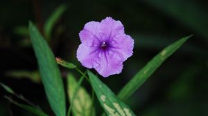 Preview wallpaper flower, leaf, night, close-up