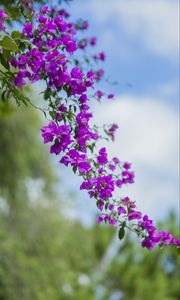 Preview wallpaper flower, leaves, bloom, branch