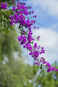 Preview wallpaper flower, leaves, bloom, branch