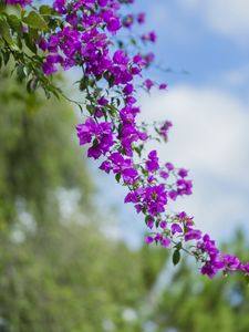 Preview wallpaper flower, leaves, bloom, branch