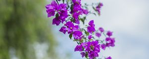 Preview wallpaper flower, leaves, bloom, branch