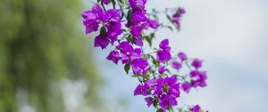 Preview wallpaper flower, leaves, bloom, branch