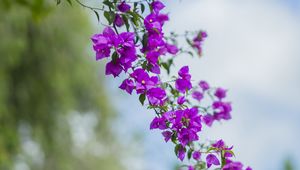Preview wallpaper flower, leaves, bloom, branch