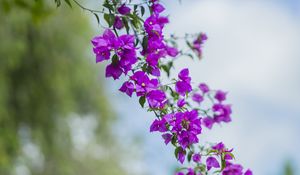 Preview wallpaper flower, leaves, bloom, branch