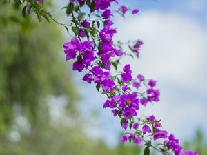 Preview wallpaper flower, leaves, bloom, branch