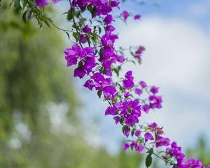 Preview wallpaper flower, leaves, bloom, branch