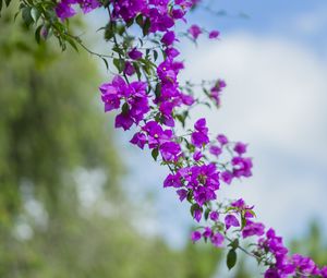 Preview wallpaper flower, leaves, bloom, branch