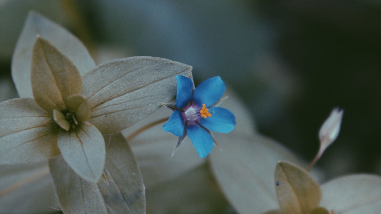 Wallpaper flower, leaves, blue, green, blur, flora