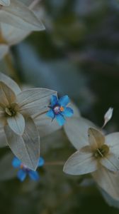 Preview wallpaper flower, leaves, blue, green, blur, flora