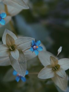 Preview wallpaper flower, leaves, blue, green, blur, flora