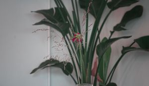Preview wallpaper flower, leaves, branches, bouquet, vase