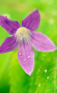 Preview wallpaper flower, leaves, bud