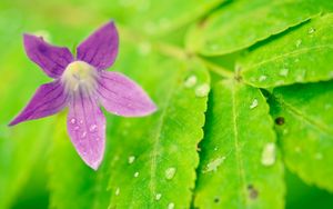 Preview wallpaper flower, leaves, bud