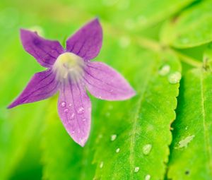 Preview wallpaper flower, leaves, bud