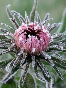 Preview wallpaper flower, leaves, bud, hoarfrost, cold, frost, captivity