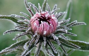 Preview wallpaper flower, leaves, bud, hoarfrost, cold, frost, captivity