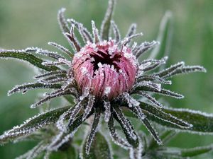 Preview wallpaper flower, leaves, bud, hoarfrost, cold, frost, captivity