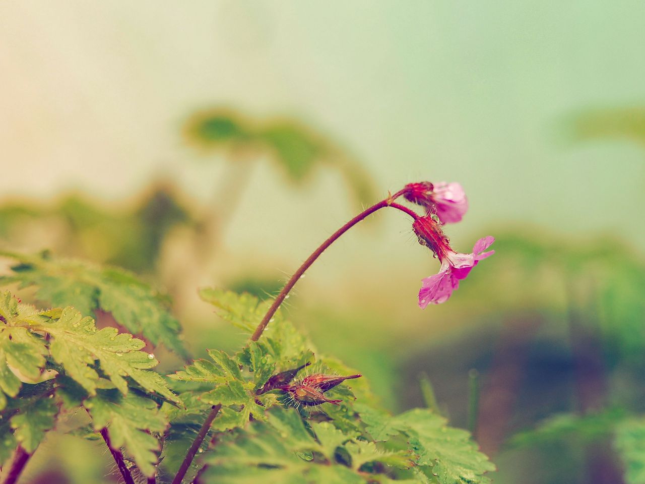 1280x960 Wallpaper flower, leaves, field