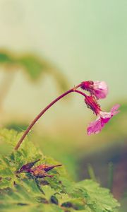 Preview wallpaper flower, leaves, field