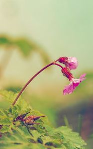 Preview wallpaper flower, leaves, field