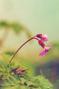 Preview wallpaper flower, leaves, field