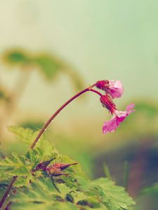 Preview wallpaper flower, leaves, field