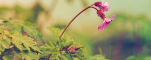 Preview wallpaper flower, leaves, field
