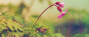 Preview wallpaper flower, leaves, field