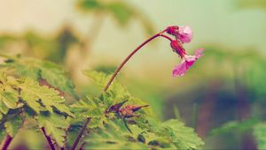 Preview wallpaper flower, leaves, field
