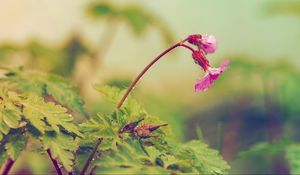 Preview wallpaper flower, leaves, field