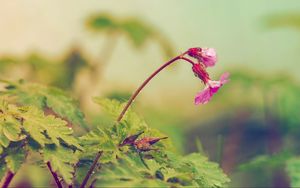 Preview wallpaper flower, leaves, field