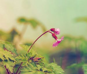 Preview wallpaper flower, leaves, field