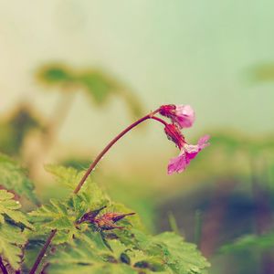 Preview wallpaper flower, leaves, field