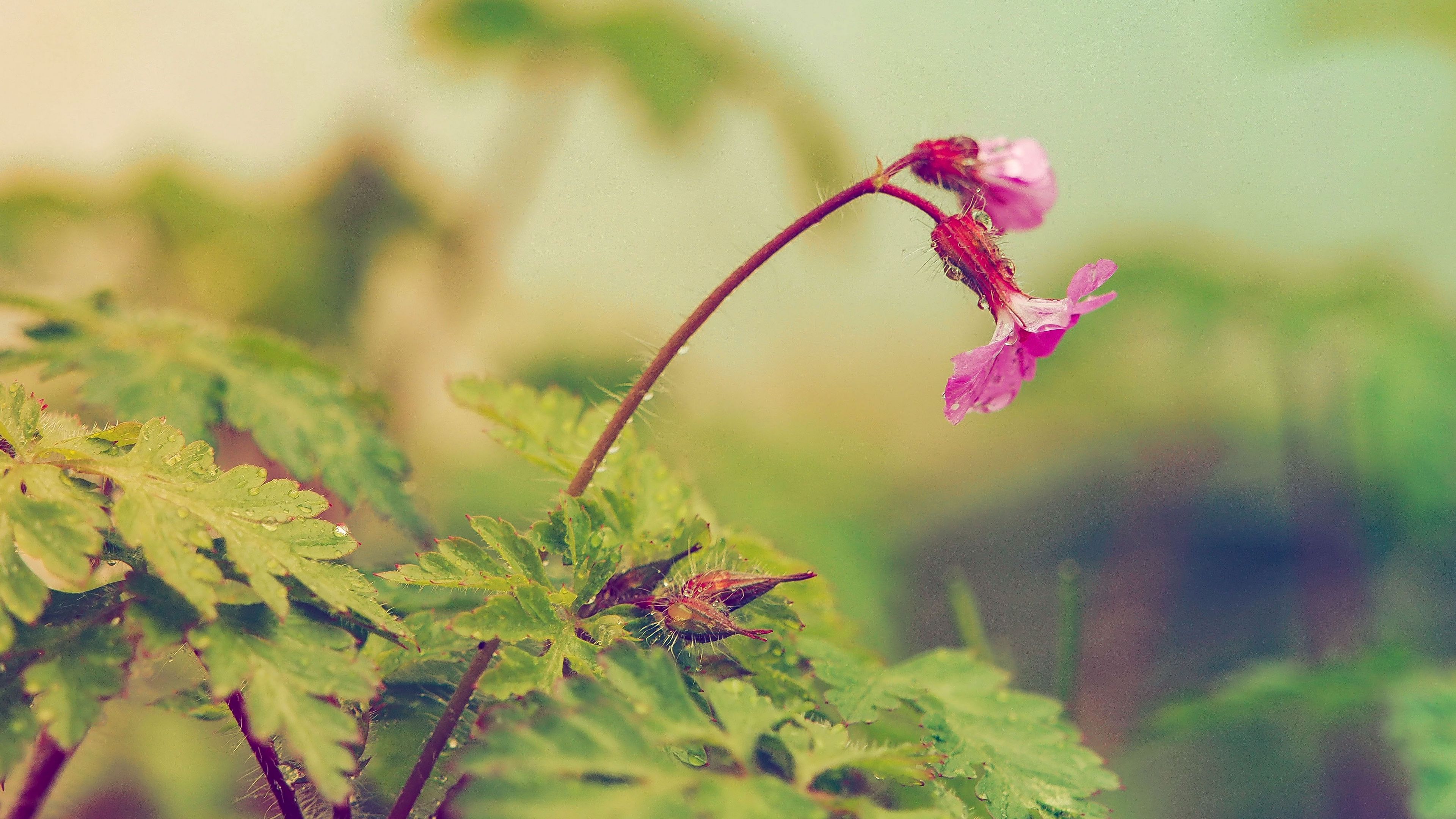 3840x2160 Wallpaper flower, leaves, field