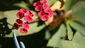 Preview wallpaper flower, leaves, plant, stem