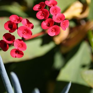 Preview wallpaper flower, leaves, plant, stem