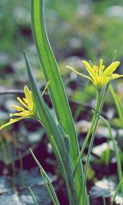 Preview wallpaper flower, leaves, spring, warmth, petals, yellow, close up