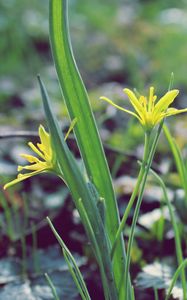 Preview wallpaper flower, leaves, spring, warmth, petals, yellow, close up