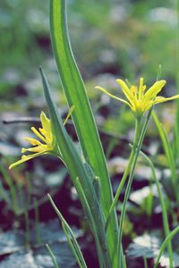 Preview wallpaper flower, leaves, spring, warmth, petals, yellow, close up