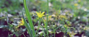 Preview wallpaper flower, leaves, spring, warmth, petals, yellow, close up