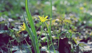 Preview wallpaper flower, leaves, spring, warmth, petals, yellow, close up