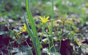 Preview wallpaper flower, leaves, spring, warmth, petals, yellow, close up