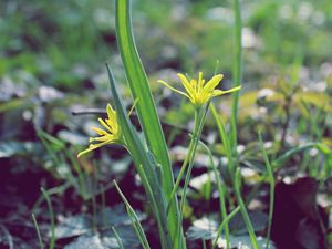 Preview wallpaper flower, leaves, spring, warmth, petals, yellow, close up