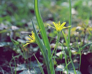 Preview wallpaper flower, leaves, spring, warmth, petals, yellow, close up