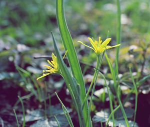 Preview wallpaper flower, leaves, spring, warmth, petals, yellow, close up