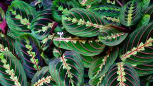 Preview wallpaper flower, leaves, veins