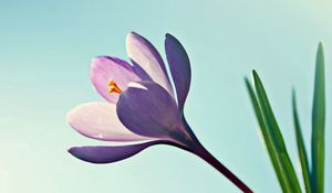 Preview wallpaper flower, light, sky, leaves